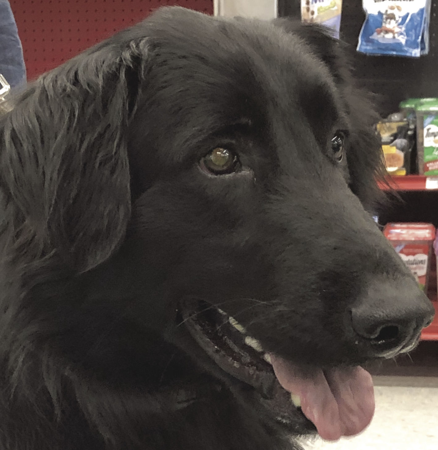 Pets of the Week: Obie